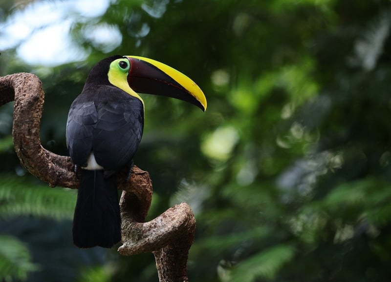 Toucan Bird